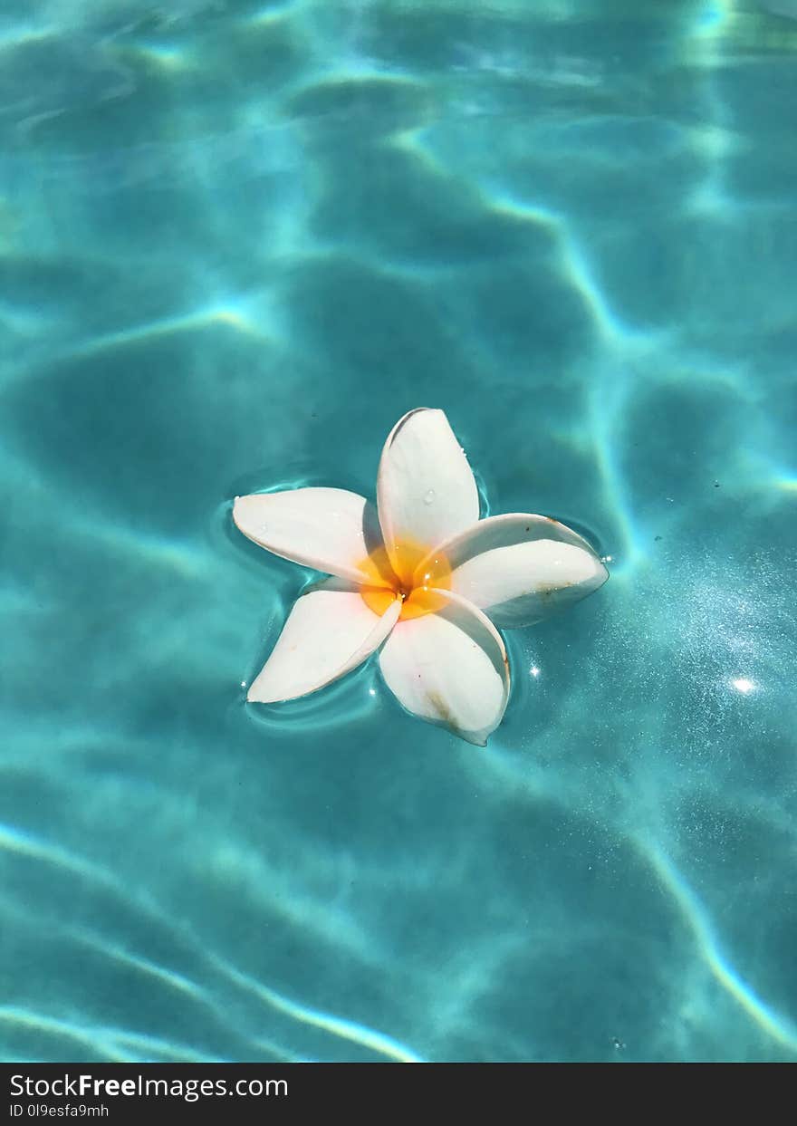 Flower, Water, Aquatic Plant, Petal