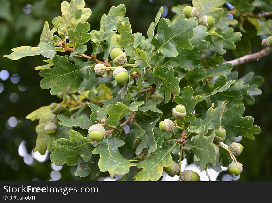 Plant, Tree, Grapevine Family, Vitis