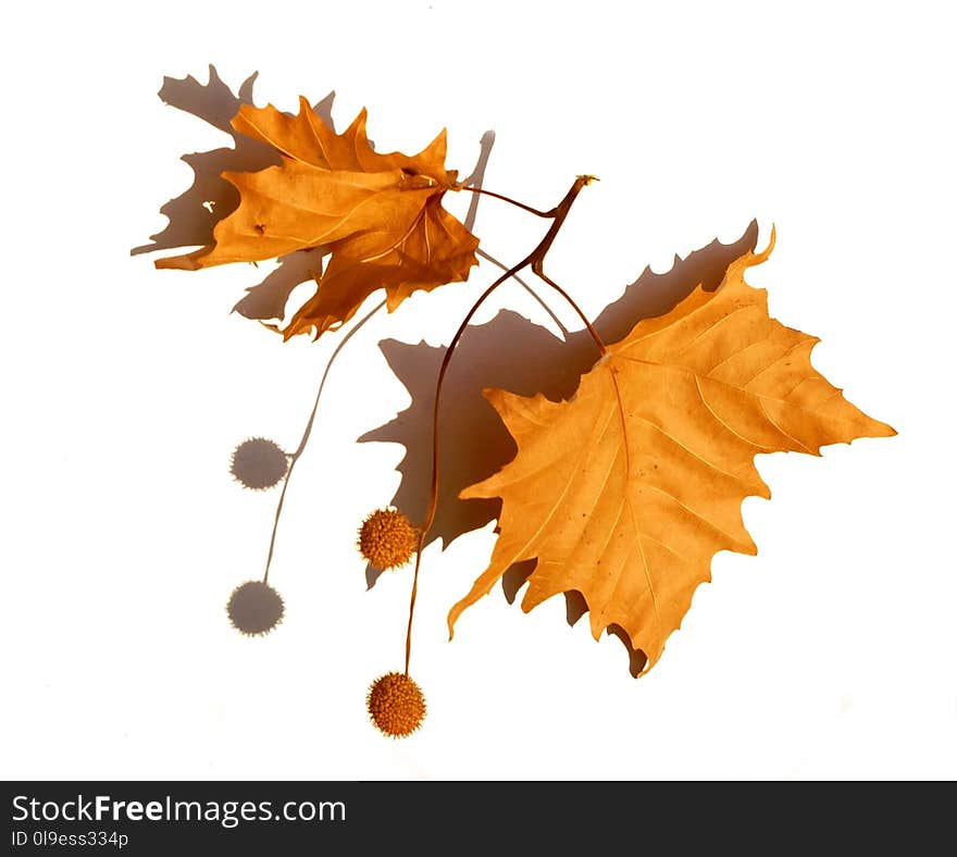 Leaf, Maple Leaf, Twig, Tree