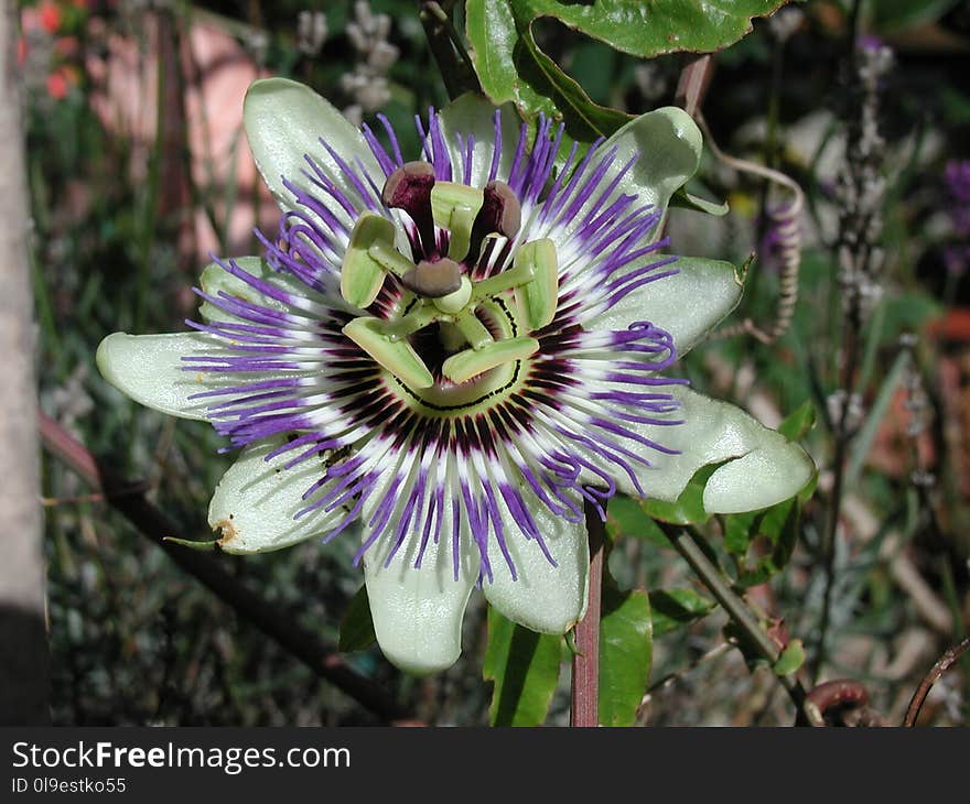 Plant, Flower, Passion Flower, Passion Flower Family