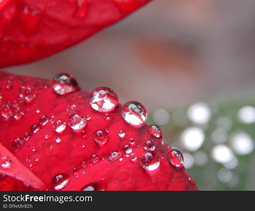 Red, Water, Dew, Drop