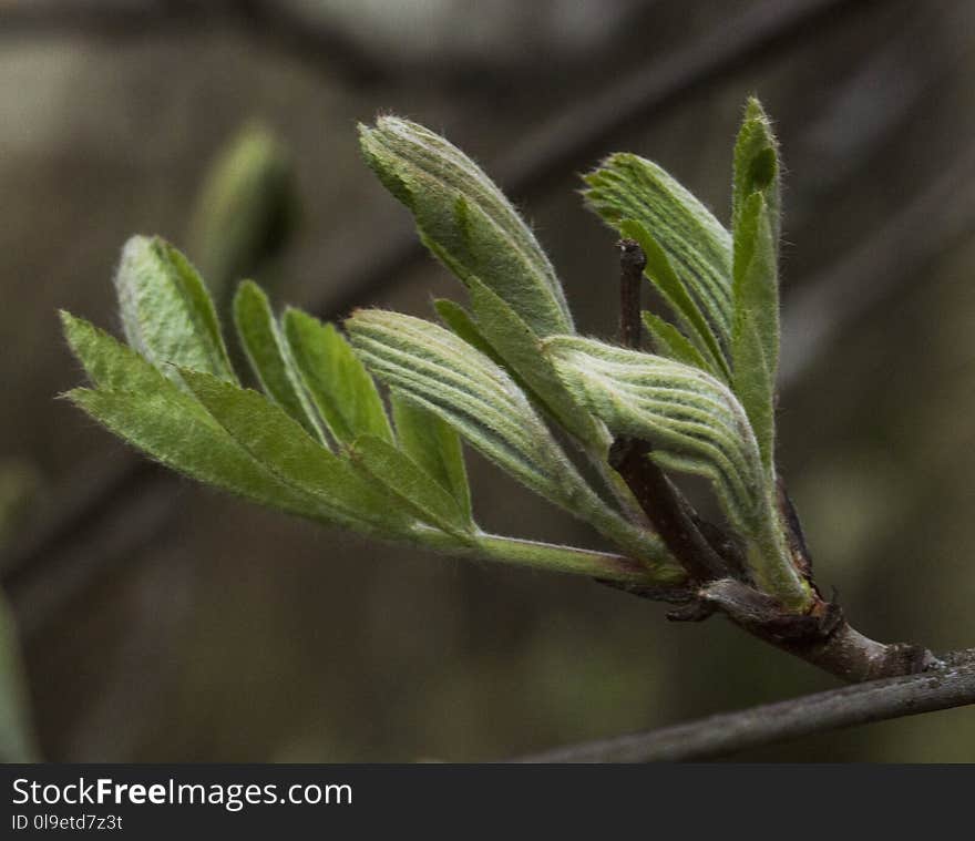 Plant, Leaf, Flora, Plant Stem