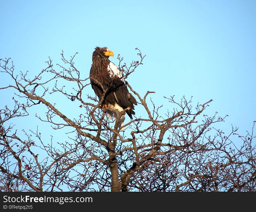 Bird, Eagle, Bird Of Prey, Ecosystem