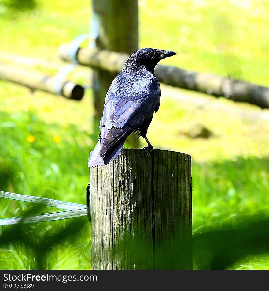 Bird, Fauna, Beak, Wildlife