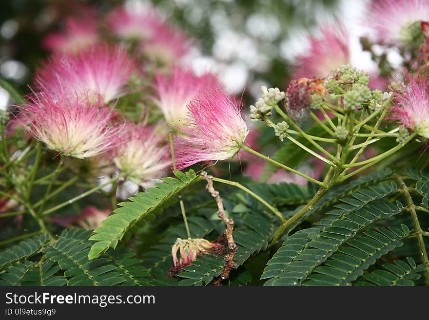 Plant, Flower, Vegetation, Flora