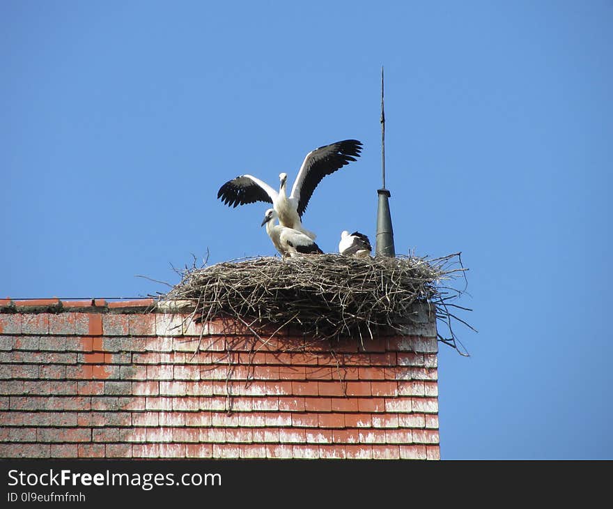 Sky, Bird, Stork, Ciconiiformes