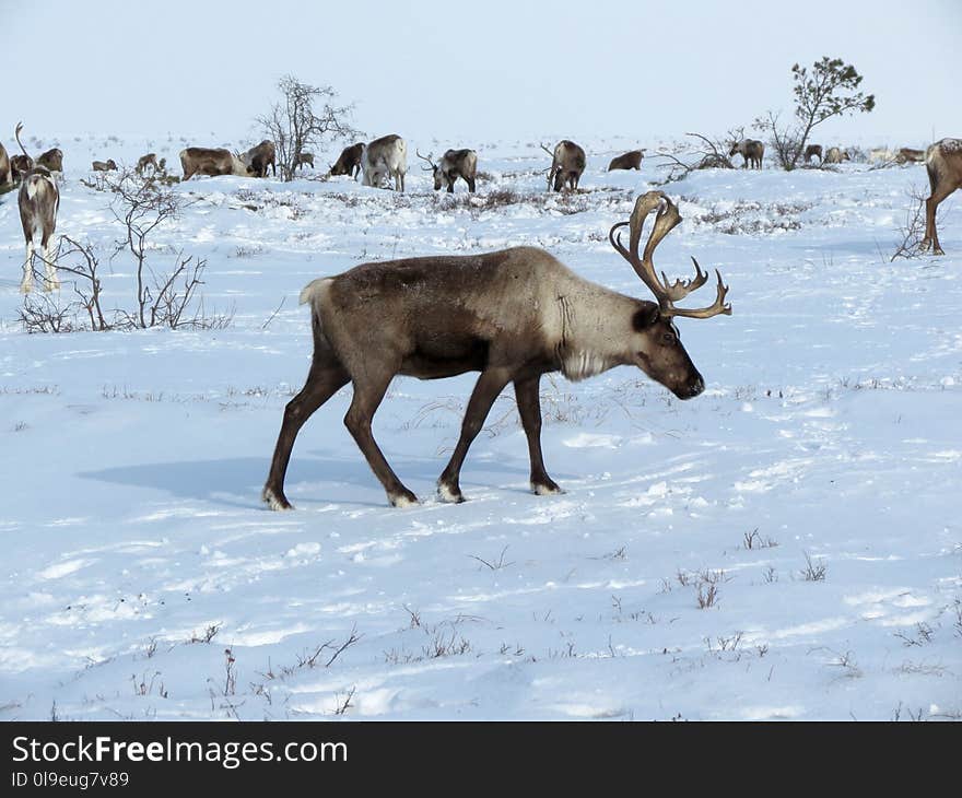 Reindeer, Wildlife, Deer, Mammal