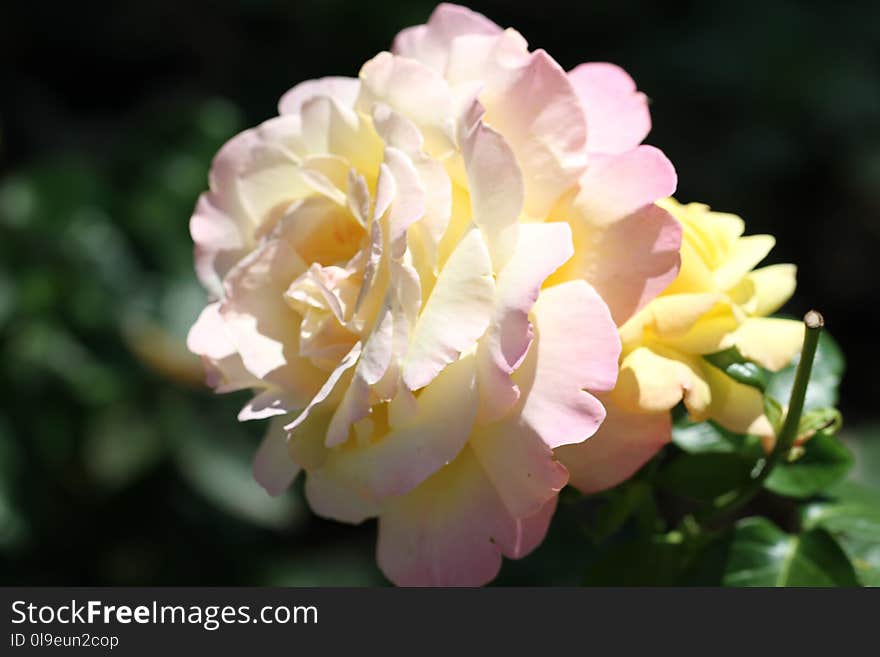 Flower, Rose, Rose Family, Flowering Plant