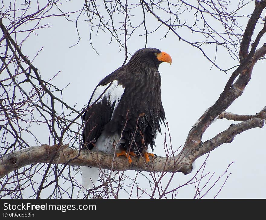 Eagle, Bird, Bird Of Prey, Beak