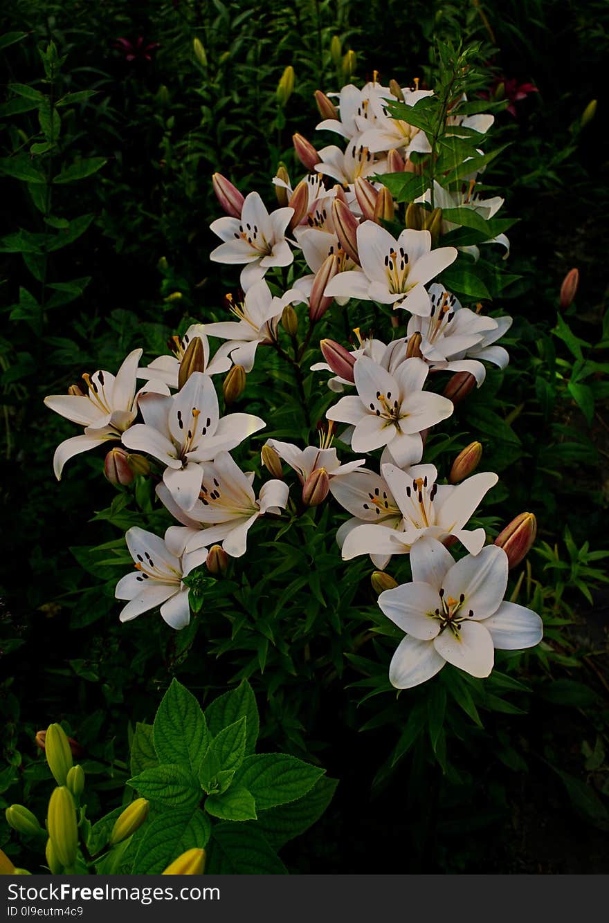 Plant, Flower, Lily, Flowering Plant