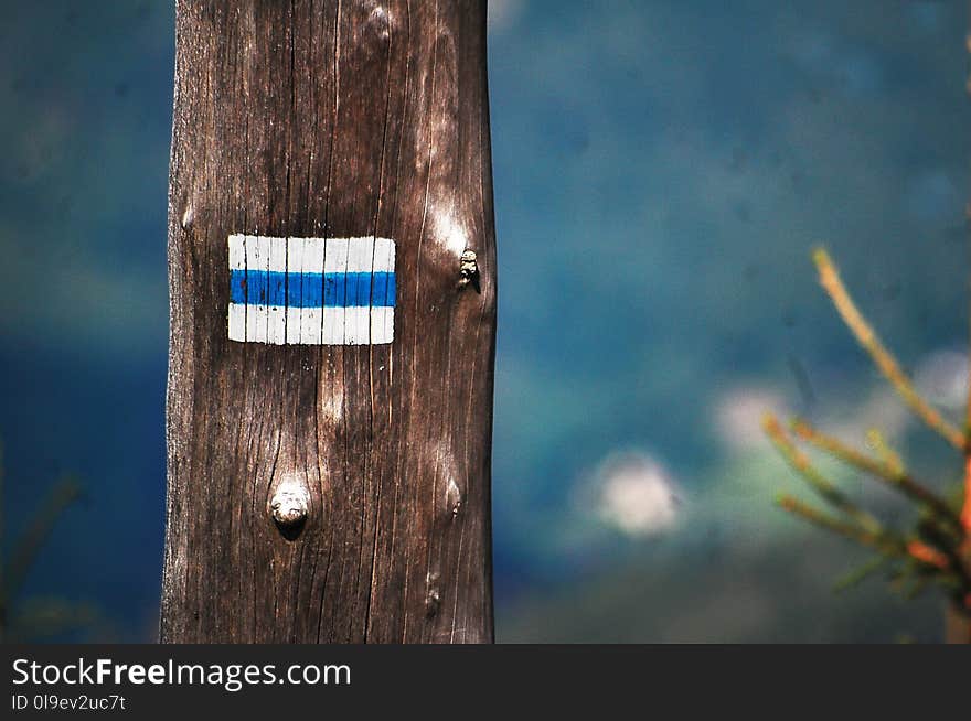 Blue, Sky, Tree, Wood