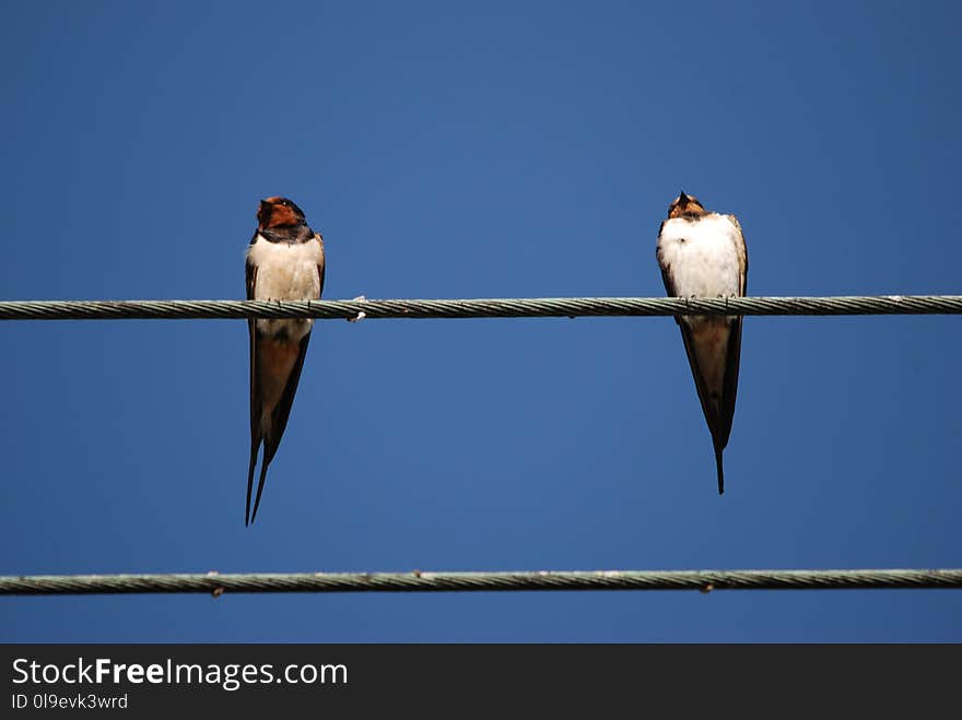 Bird, Sky, Fauna, Swallow