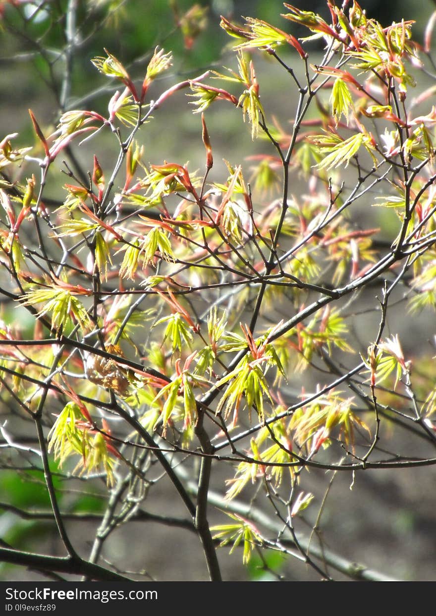 Plant, Flora, Branch, Leaf