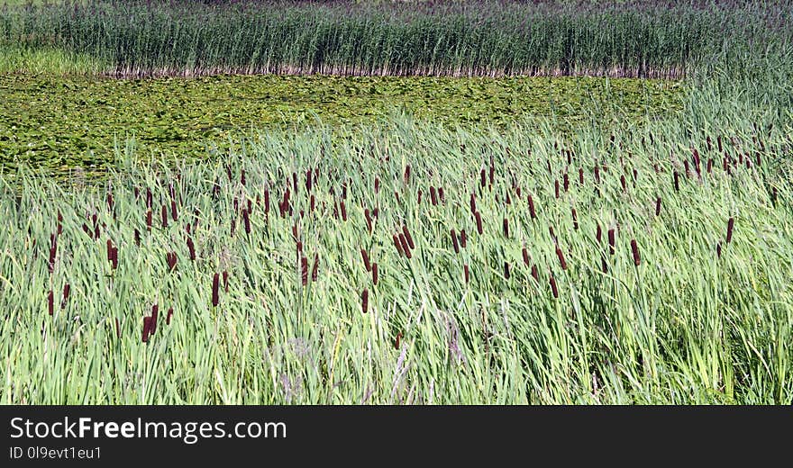 Ecosystem, Grass, Vegetation, Crop