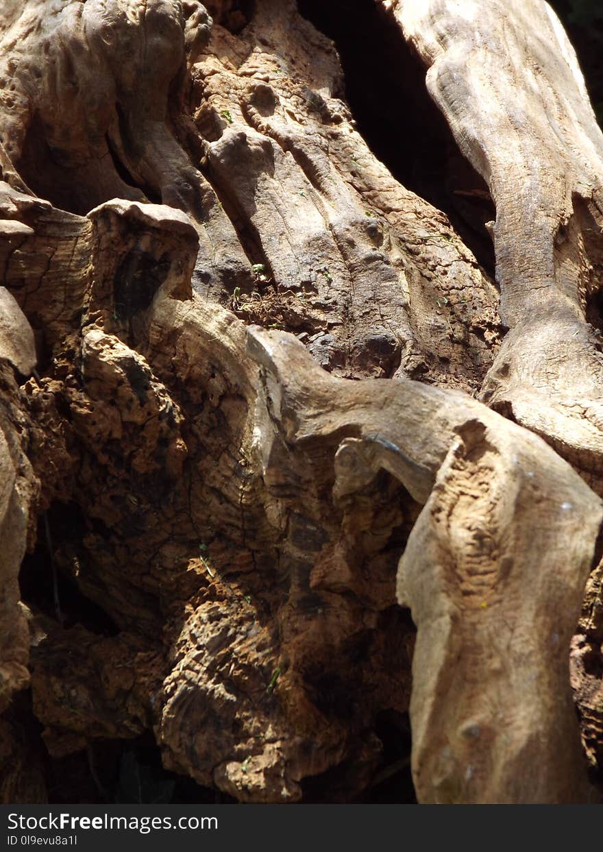 Rock, Formation, Tree, Geology