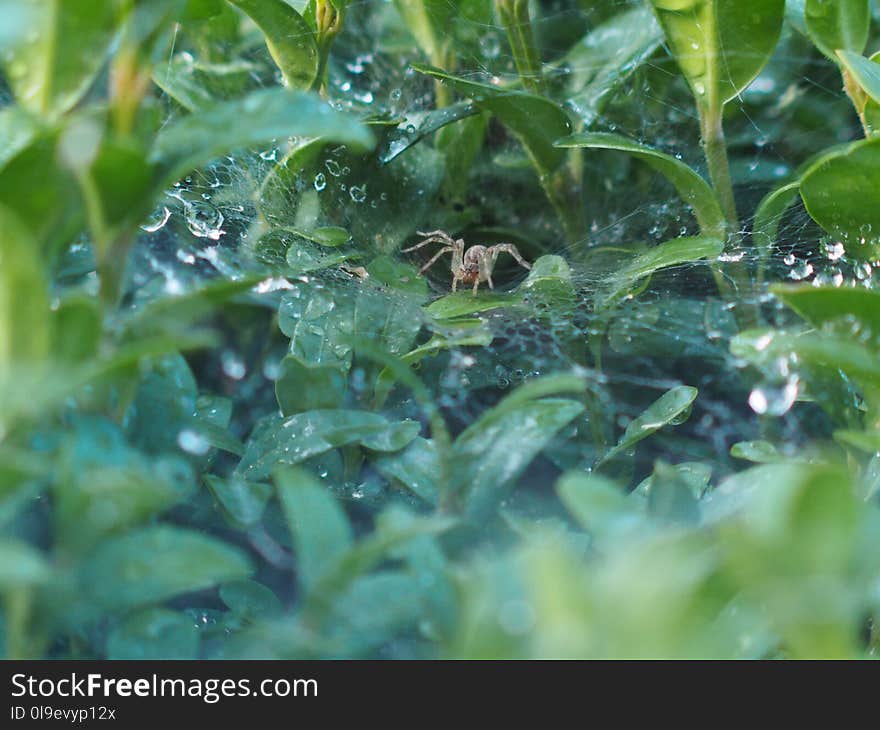 Water, Vegetation, Fauna, Moisture