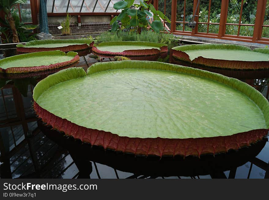 Green, Water, Plant, Leaf