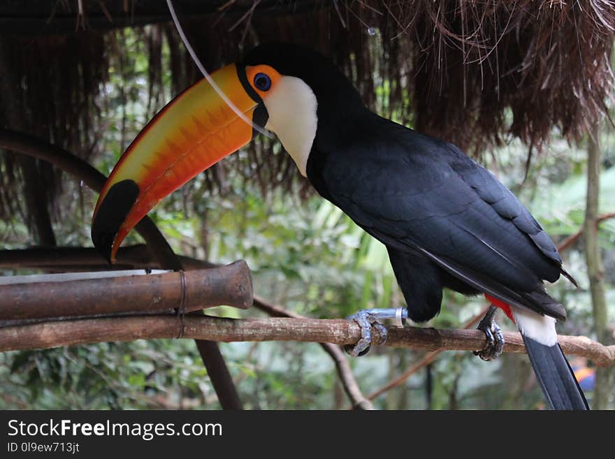 Toucan, Bird, Beak, Fauna