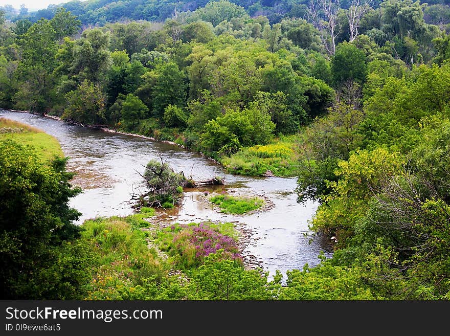 Vegetation, Water, Nature, River