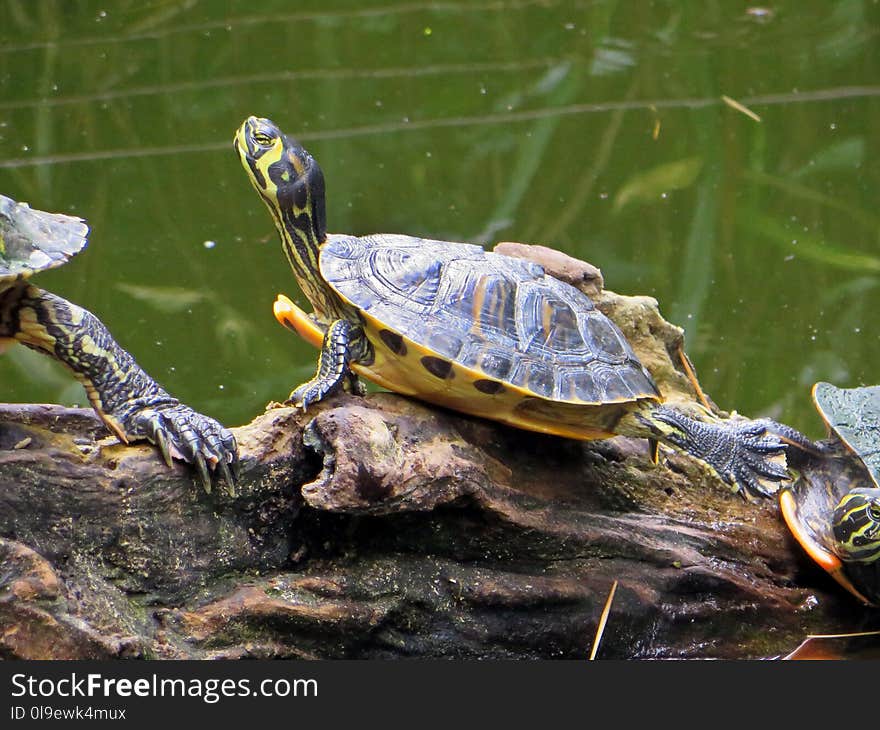 Emydidae, Turtle, Reptile, Tortoise