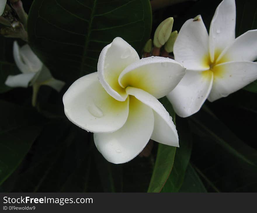 Flower, Plant, White, Flora