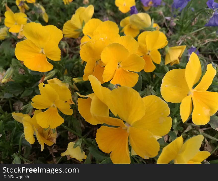 Flower, Yellow, Plant, Wildflower