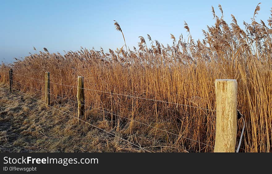 Ecosystem, Phragmites, Grass Family, Grass