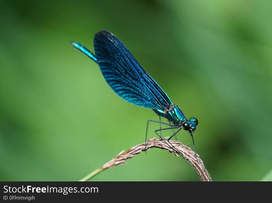 Shallow Focus Photography of Blue Dragonfly