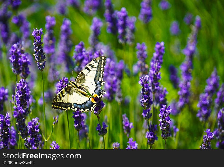 Close-Up Photography of Butterfly Perched on Lavender Flower