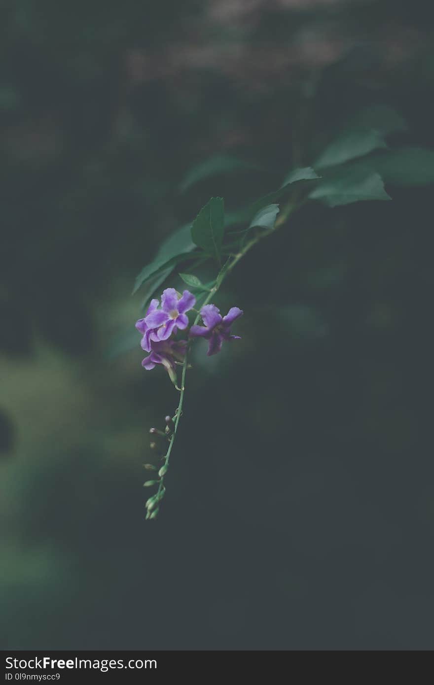 Shallow Focus Photo of Green Plant With Purple Flowers