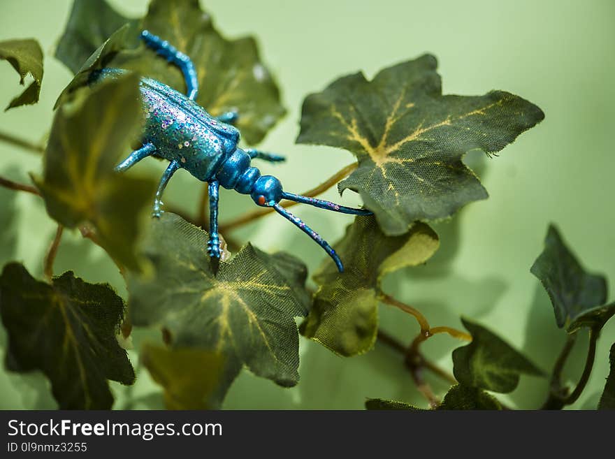 Teal Beetle On Green Leafed Plant