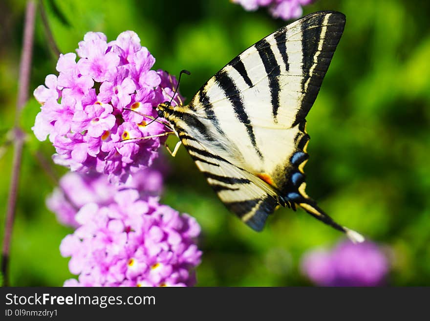 Closeup Photography of Tiger Swallowtail Butterfly Perched on Purple Cluster Petaled Flowers