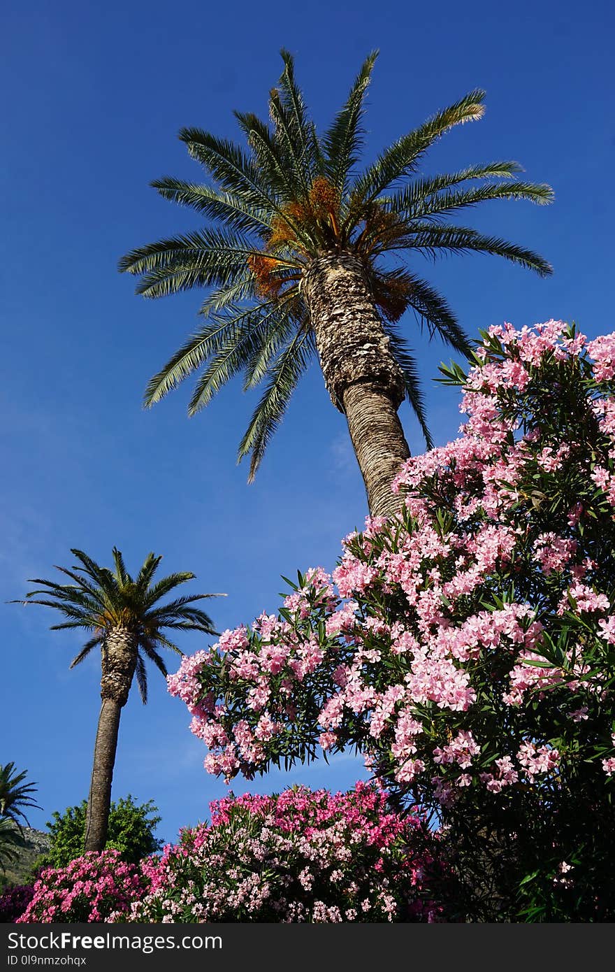 Low Angle Photo of Date Tree