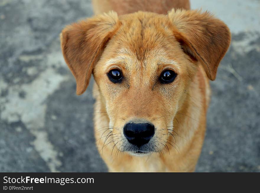 Short-coated Tan Dog