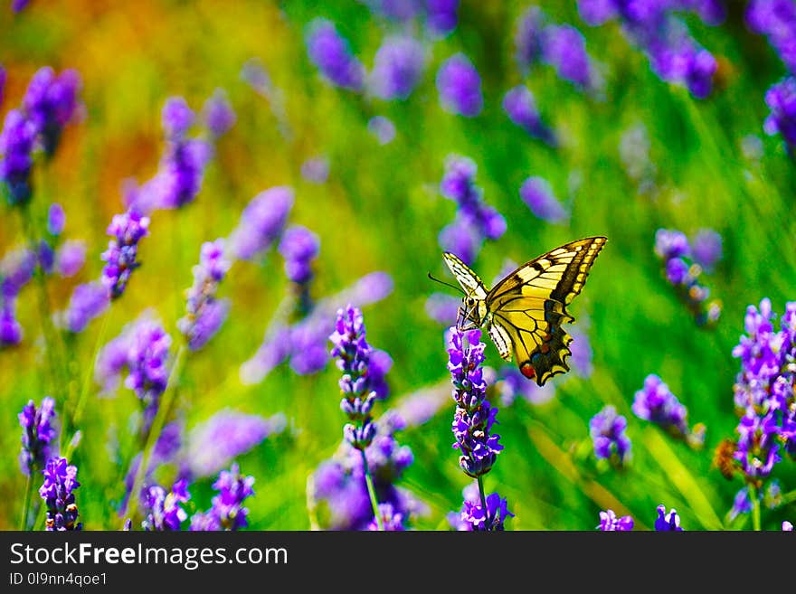 Selective Focus Photography of Tiger Swallowtail Butterfly Perched on Lavender Flower