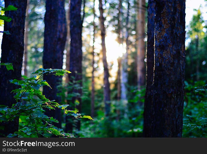 Green Trees