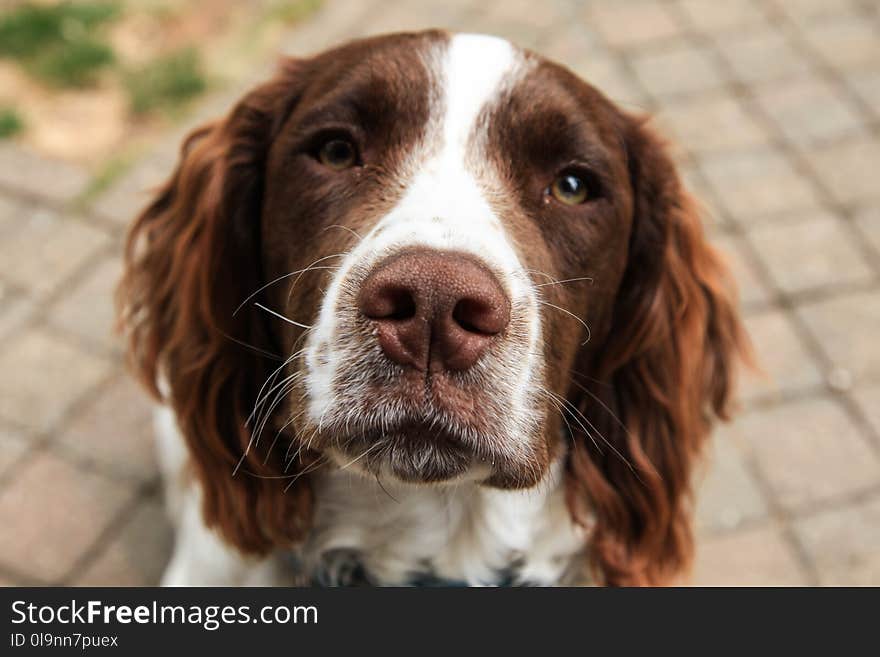 Close-Up Photography of Furry Dog