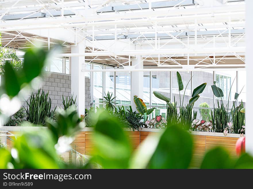 Depth of Field Photography of Plants on Pots Under Metal Shed