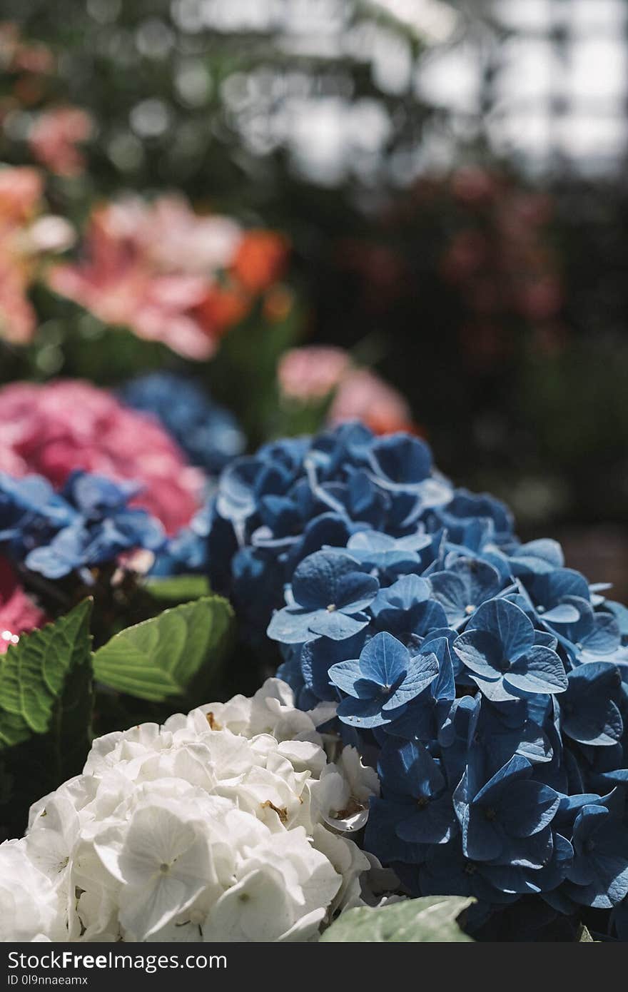 Close-Up Photography of Blue and White Hydrangea Flowers