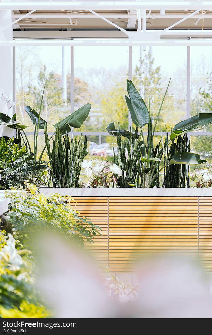 Green Leaf Plants