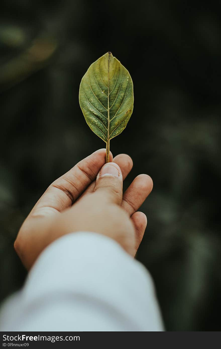 Shallow Focus Photography of Person Holding Green Leaf