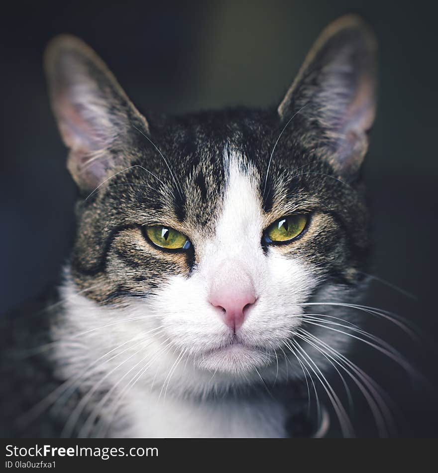 Portrait shot of a cat. Soft natural light passing through glass diffused glass door. Portrait shot of a cat. Soft natural light passing through glass diffused glass door.