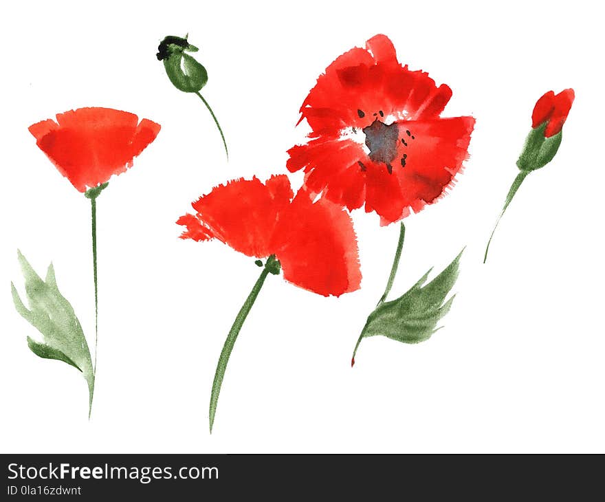 Red Poppy Flowers By Watercolor