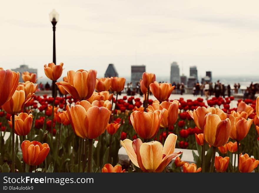 Close-Up Photo of Orange Tulips