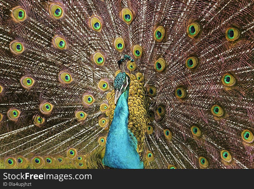 Close-up Photo of Peacock