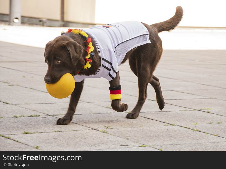 Photo of Labrador Biting Yellow Ball