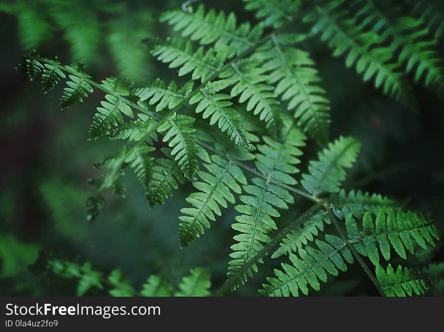 Close-Up Photography of Fern Leaves