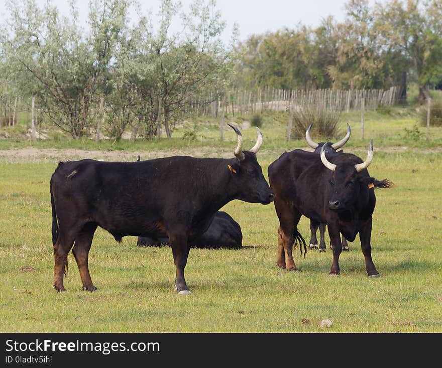 Cattle Like Mammal, Bull, Horn, Pasture