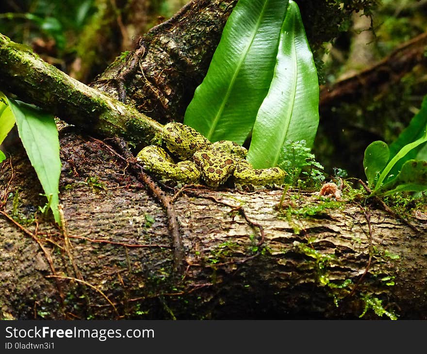 Vegetation, Ecosystem, Nature Reserve, Fauna