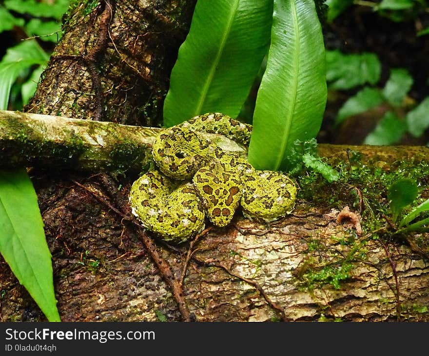 Vegetation, Toad, Organism, Terrestrial Animal